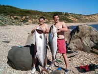 Турция, подводная охота: две ричолы 50 и 19 кг — мощные трофеи