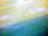 Росенец и «Японский порт»: гроза, жара и ставридка на утреннем свете