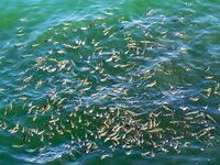 Росенец и «Японский порт»: гроза, жара и ставридка на утреннем свете