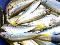 Росенец и «Японский порт»: гроза, жара и ставридка на утреннем свете