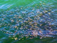 Росенец и «Японский порт»: гроза, жара и ставридка на утреннем свете