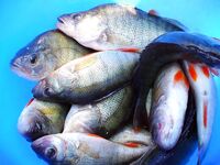 Лето в разгаре: когда по морю пусто — уезжаю на пресные воды