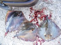 «Солниците» и городской выезд: скаты-ватусы, жара и бой под берегом