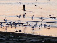 Поморие, глаза полны — руки пусты: выход без результата