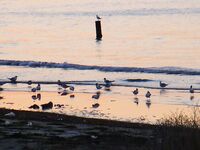 Поморие, глаза полны — руки пусты: выход без результата