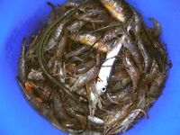 Поморие, глаза полны — руки пусты: выход без результата