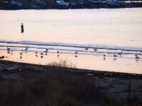 Поморие, глаза полны — руки пусты: выход без результата