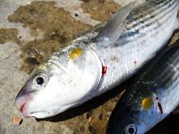 После шторма в Поморие: скаты ушли вглубь, остались ставридка и сингиль