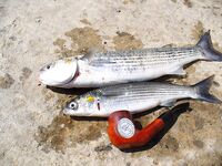 После шторма в Поморие: скаты ушли вглубь, остались ставридка и сингиль