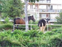 Поморие, флирт со скатом: рекорд 7,5 кг и прочая рыба по месту