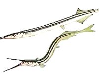 Сарган — как выглядит и где искать на волне: короткая памятка