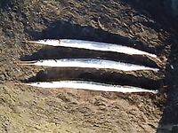 Сарган — как выглядит и где искать на волне: короткая памятка