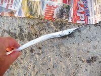 День второй под жарой: безрыбье и один маленький сарган