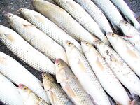 После жары — серия по пеленгасу: 26 штук в канале «Славянка»