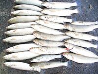 После жары — серия по пеленгасу: 26 штук в канале «Славянка»