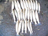 После жары — серия по пеленгасу: 26 штук в канале «Славянка»