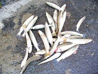 После жары — серия по пеленгасу: 26 штук в канале «Славянка»