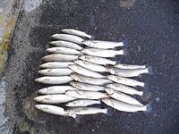 После жары — серия по пеленгасу: 26 штук в канале «Славянка»