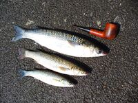 Порт Бургас 01.08: сингиль на сбиролино 20 г, удача после шквала