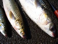 Порт Бургас 01.08: сингиль на сбиролино 20 г, удача после шквала