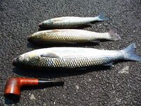 Порт Бургас 01.08: сингиль на сбиролино 20 г, удача после шквала