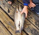 Август меняет лицо: дождь, солнце, ветер — рыбалка держится в плюс