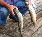 Август меняет лицо: дождь, солнце, ветер — рыбалка держится в плюс