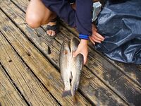 Август меняет лицо: дождь, солнце, ветер — рыбалка держится в плюс