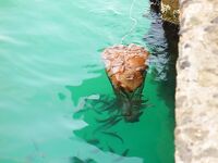 Поморие, встреча с FINN: нереис, первый сингиль и разговоры под ракию