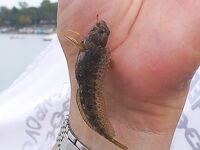 Поморие, встреча с FINN: нереис, первый сингиль и разговоры под ракию