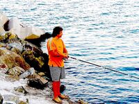 Хамса в Порту Бургас: самодур №7–8, красный или белый, плюс ставрида и сингиль