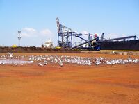 Хамса в Порту Бургас: самодур №7–8, красный или белый, плюс ставрида и сингиль