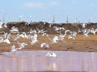 Хамса в Порту Бургас: самодур №7–8, красный или белый, плюс ставрида и сингиль