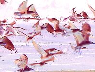 Хамса в Порту Бургас: самодур №7–8, красный или белый, плюс ставрида и сингиль