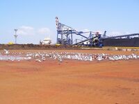 Хамса в Порту Бургас: самодур №7–8, красный или белый, плюс ставрида и сингиль