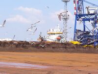 Хамса в Порту Бургас: самодур №7–8, красный или белый, плюс ставрида и сингиль