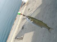 Несебр и извинения Batmilen: сброс телефона, снасть освоена, илария до 25 см