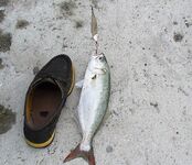 Первый луфар сезона: ранний выезд в Порт Бургас и стартовая рыба