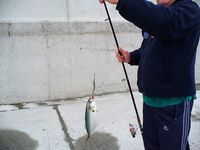 Первый луфар сезона: ранний выезд в Порт Бургас и стартовая рыба