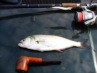 Тихий день — один луфар: отмечаю штучный клёв