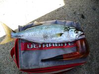 Рабочий день: 1 луфар и 24 ставриды — темп держится на струйке