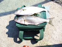 Первые сессии сезона: два луфара и дюжина ставрид — разогрев пошёл