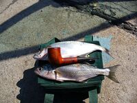 Первые сессии сезона: два луфара и дюжина ставрид — разогрев пошёл