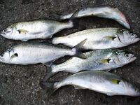 Дождь и ветер, 13 луфарей на донку и плотву — ставриды нет