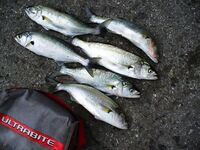 Дождь и ветер, 13 луфарей на донку и плотву — ставриды нет