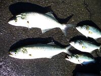 Сегодня счёт 3:2 по луфарю в Порту Бургас: без слов, только фото