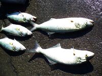 Сегодня счёт 3:2 по луфарю в Порту Бургас: без слов, только фото