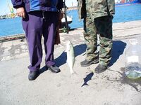 Сегодня счёт 3:2 по луфарю в Порту Бургас: без слов, только фото