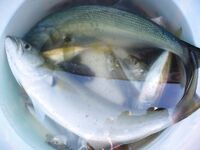 Сегодня счёт 3:2 по луфарю в Порту Бургас: без слов, только фото