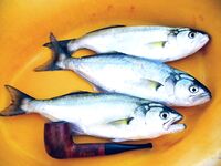 Сегодня счёт 3:2 по луфарю в Порту Бургас: без слов, только фото